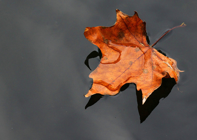 “Leaves on a Stream” – Cognitive Defusion Exercise